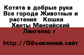 Котята в добрые руки - Все города Животные и растения » Кошки   . Ханты-Мансийский,Лангепас г.